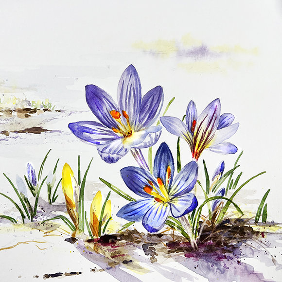 "Sign of Spring" Crocus in Snow by Lauré Paillex 2023
