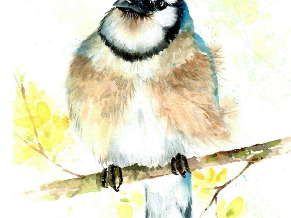 "The Harbinger" Blue Jay in Watercolor by Lauré Paillex 2023