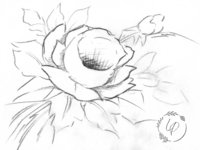 "Laura's Rose" in Watercolor