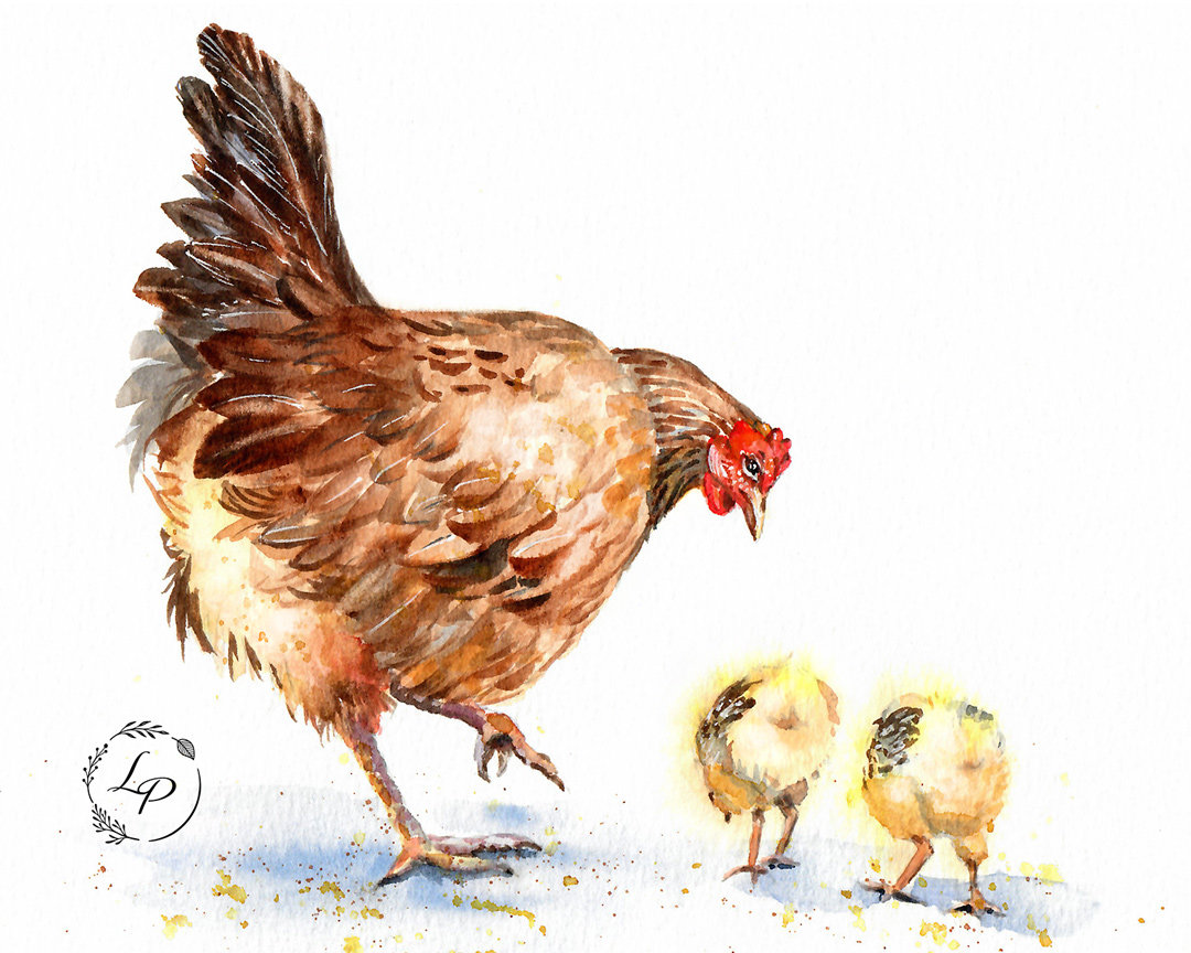 "Mother Hen" in Watercolor