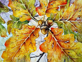 "Autumn Oak & Acorns" in Watercolor