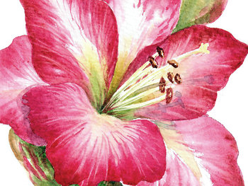 Amaryllis in Watercolor