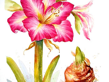 Amaryllis in Watercolor