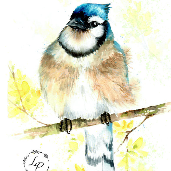 "The Harbinger" Blue Jay in Watercolor by Lauré Paillex 2023