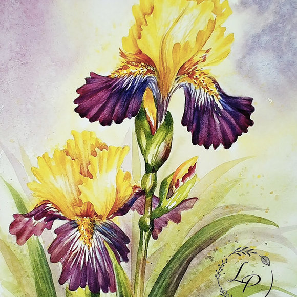 "Joe's Iris" Watercolor by Lauré Paillex 2023