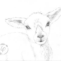 "Little Lamb"