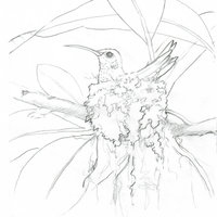 Hummingbird Nest"