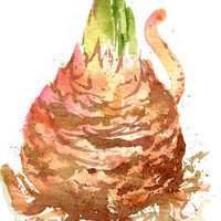 Amaryllis in Watercolor