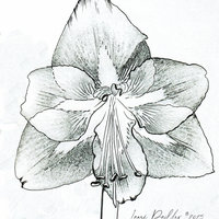 Amaryllis in Watercolor