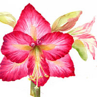 Amaryllis in Watercolor