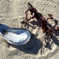 Shadows on the Sand