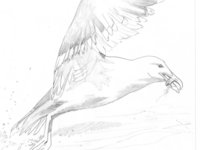 "Take Flight" - Sea Gulls