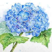 "Blue Glory Hydrangea"