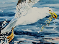 "Take Flight" - Sea Gulls