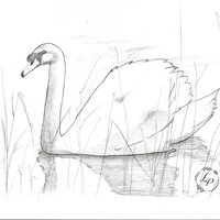 "Silent Swan"  in Watercolor