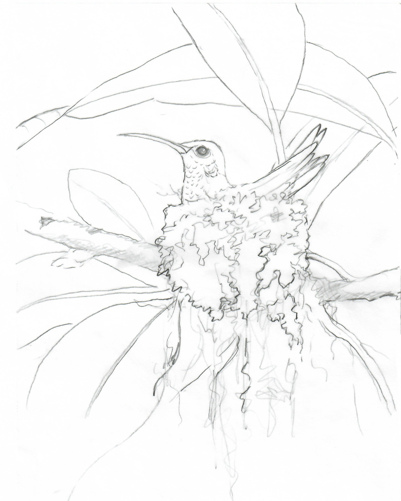Hummingbird Nest"