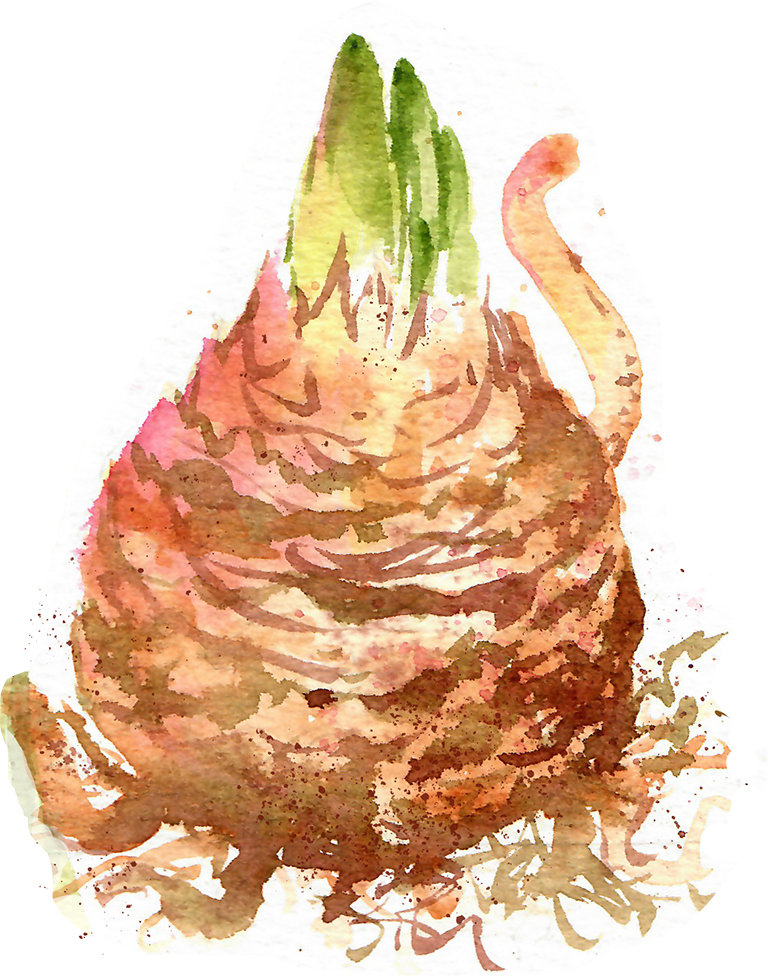 Amaryllis in Watercolor