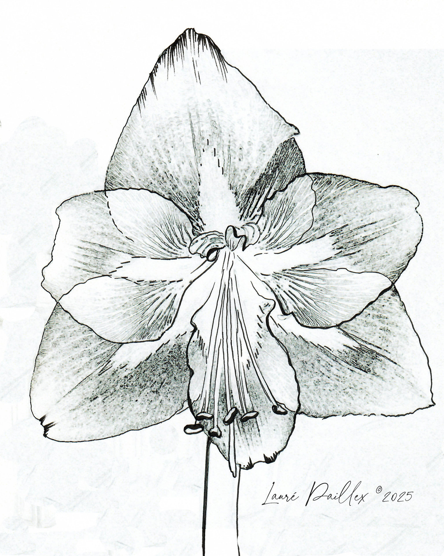 Amaryllis in Watercolor