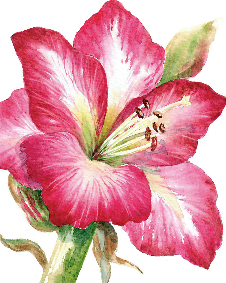Amaryllis in Watercolor
