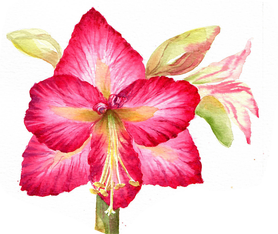 Amaryllis in Watercolor