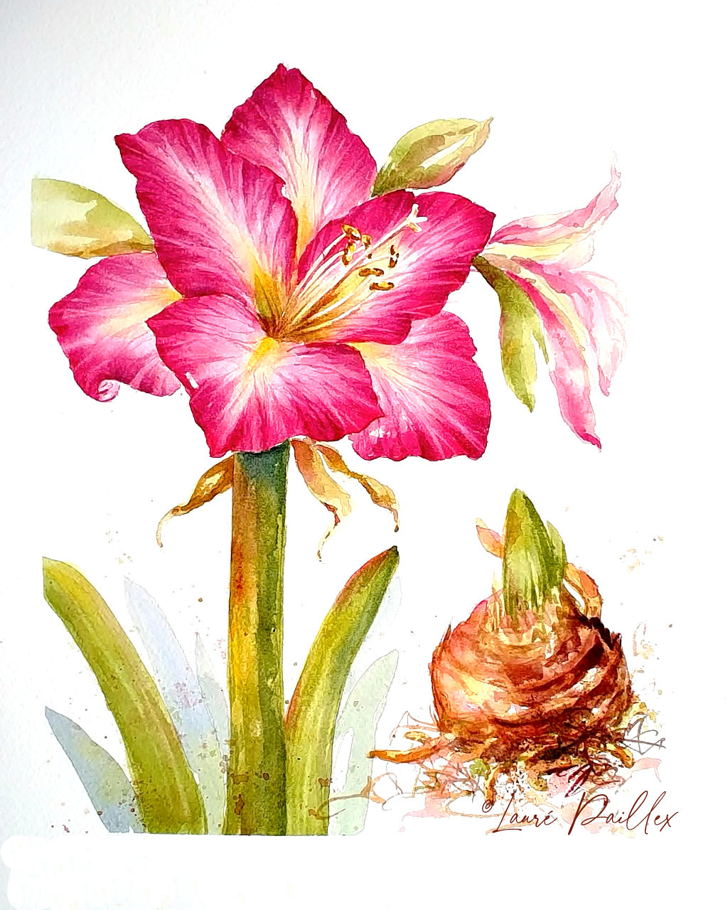 Amaryllis in Watercolor