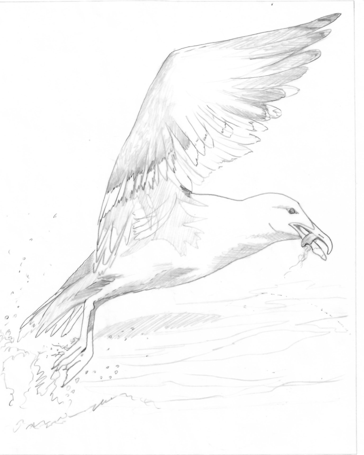 "Take Flight" - Sea Gulls