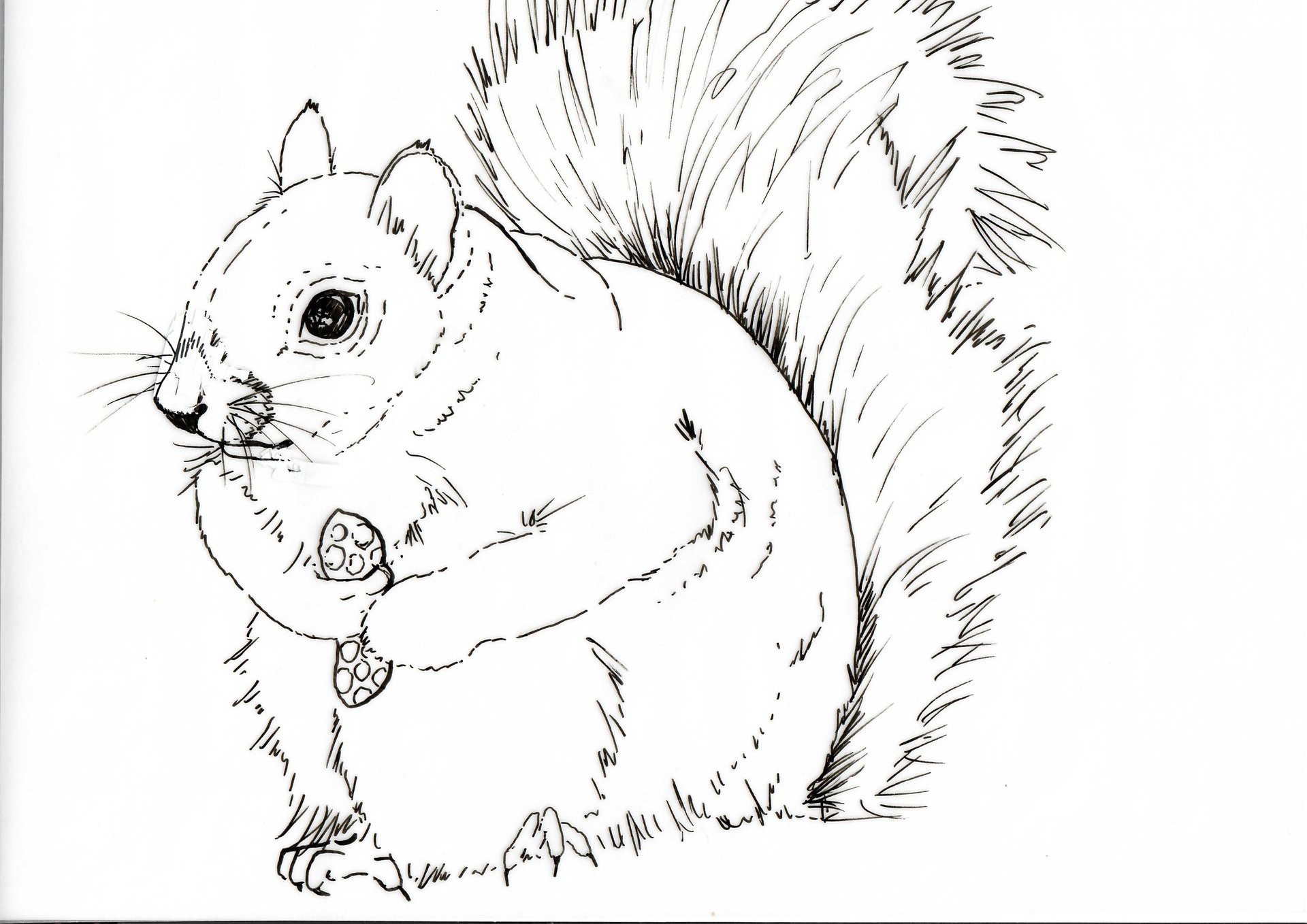 "Grey Squirrel" in Watercolor