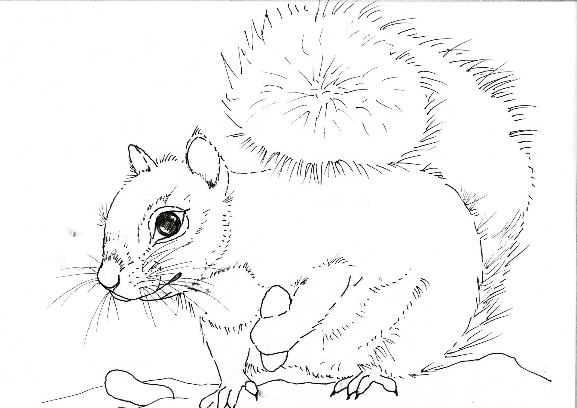 "Grey Squirrel" in Watercolor