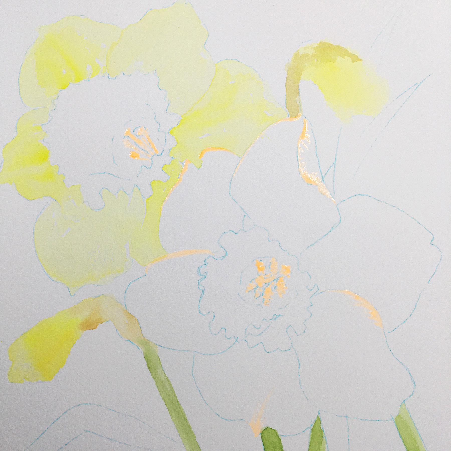 "Joyful Jonquils"