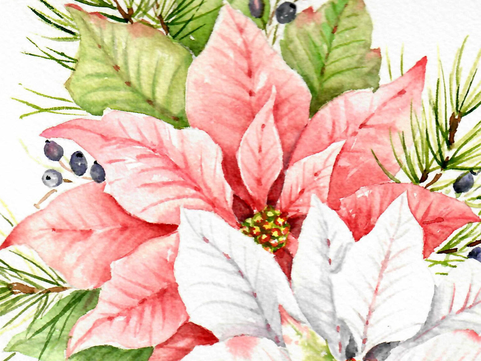 "Pink Poinsettias"