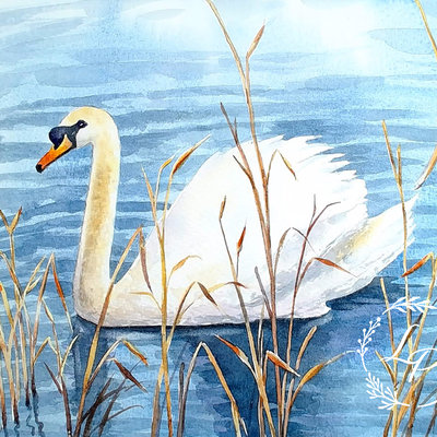 "Silent Swan"  in Watercolor