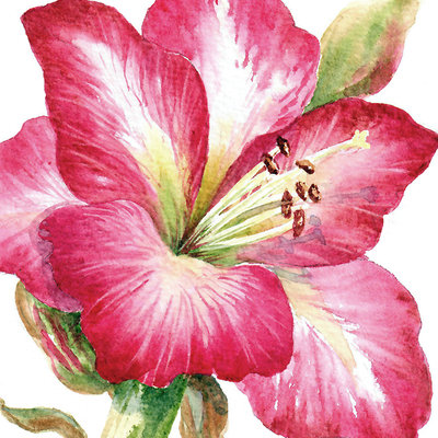 Amaryllis in Watercolor