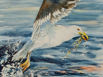 "Take Flight" - Sea Gulls