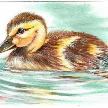 "Darling Duckling"