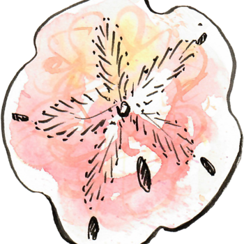 "Shell Seekers" Collection