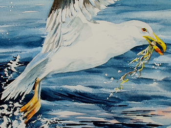 "Take Flight" - Sea Gulls